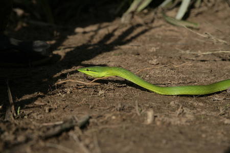 绿色的葡萄树蛇，oxybelis fulgidus