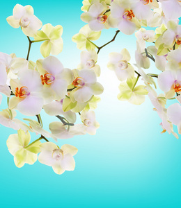 日本朵奇葩 orchid.beauty background.spa 概念