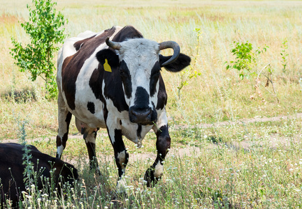 牛在牧场中的字段