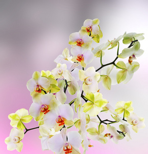 日本朵奇葩 orchid.beauty 花卉卡