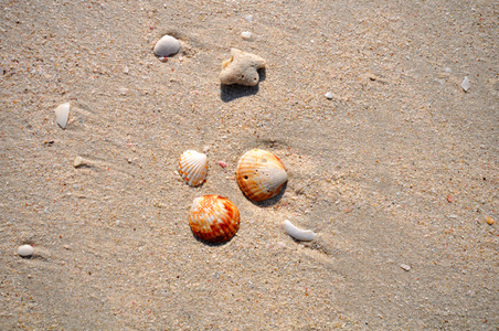在灿烂的夏日的海滩上的贝壳图片