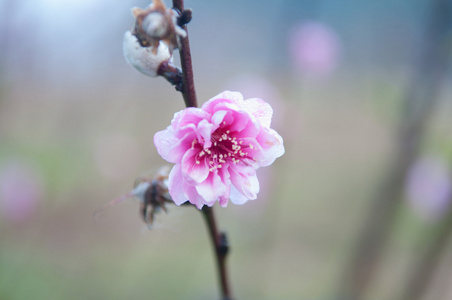 樱花盛开