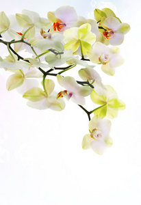 日本花 orchid.beauty 花牌