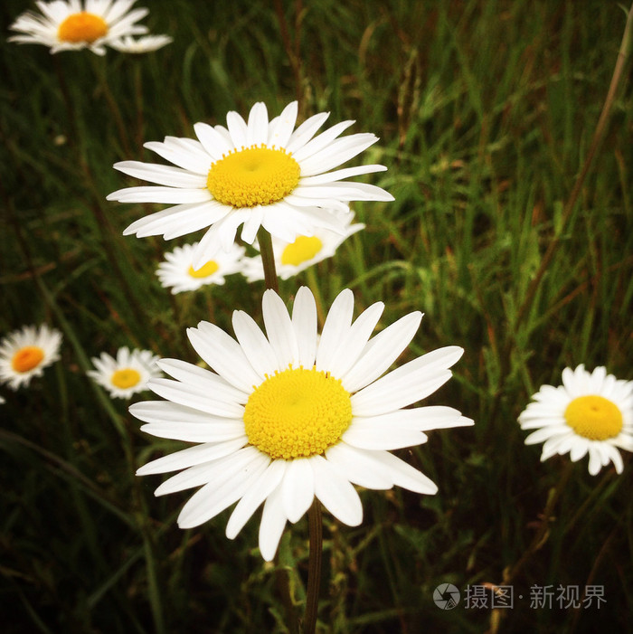 野雏菊