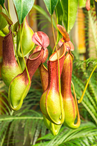 食虫植物猪笼草 ventrata