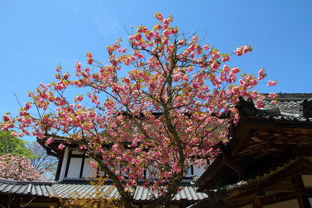 吉野 日本