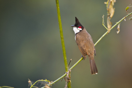 红胡子鹎鸟在尼泊尔