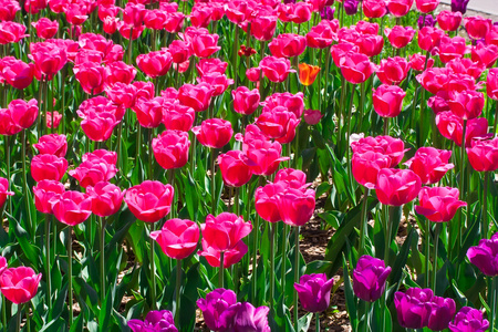 郁金香花