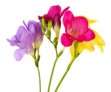 freesias 花，孤立在白色的花束