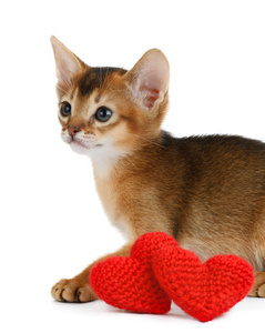 情人节主题小猫，长着红色的心分离