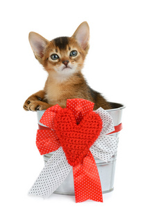 情人节主题小猫正坐在一银桶