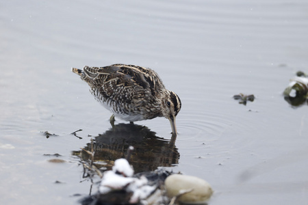 常见只鹬，gallinago gallinago