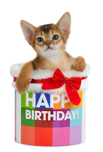 小猫正坐在一个生日快乐桶