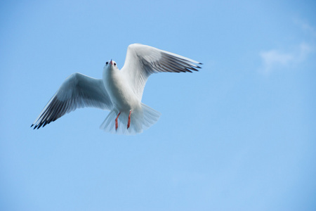 飞海鸥