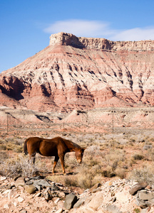 垂直构图沙漠西南景观动物牲畜