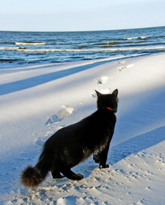 黑猫在海
