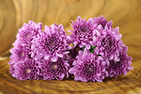 violett chrysanthemum p tr bakgrund