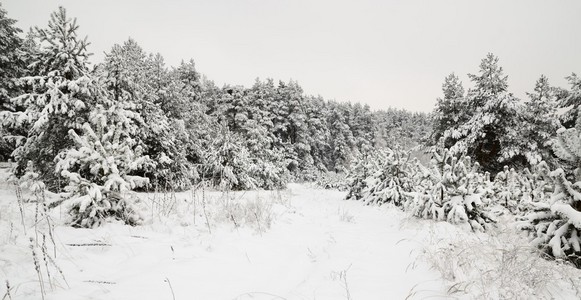 冬季仙境中雪覆盖森林。拉托维亚