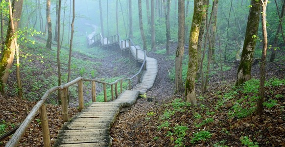 在雾中消失的森林里的楼梯上