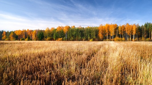 在秋天的季节的谷类食品领域。拉托维亚