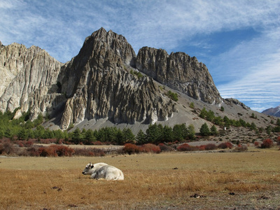 休眠牦牛和石灰石形成，尼泊尔