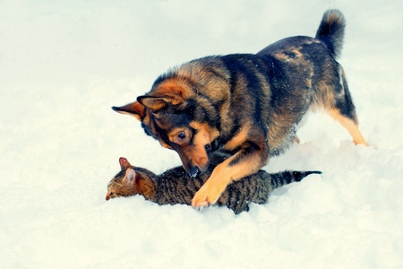 狗和猫玩雪