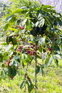 在树上成熟咖啡豆的分支