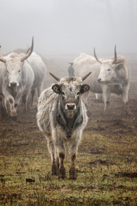 匈牙利灰色牛图片