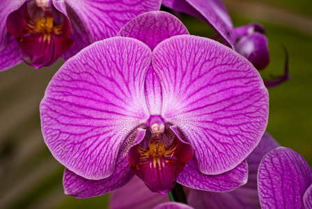 美丽的紫色兰花