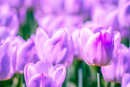 轻淡紫色郁金香在春天的特写视图