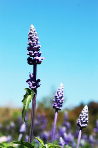 领域的紫丹参花