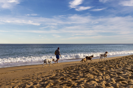 老人与狗海滩上散步，