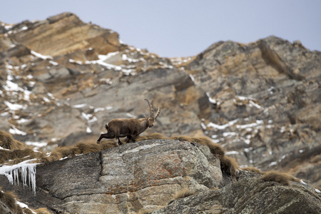 孤立的 ibex 鹿长角羊 steinbock