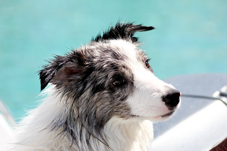 边境牧羊犬在海边