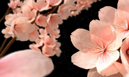 樱桃 blossons