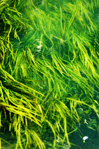 河里的水藻