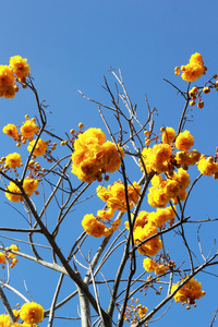 黄色的花和蓝蓝的天空