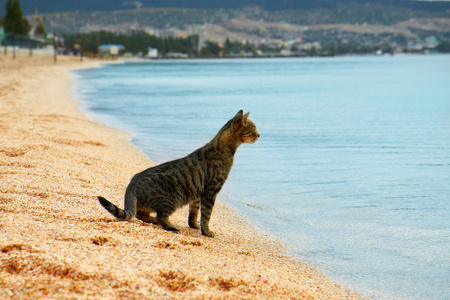 猫坐在沙滩上