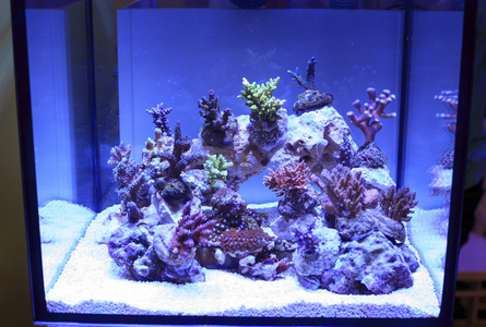 热带造礁珊瑚
