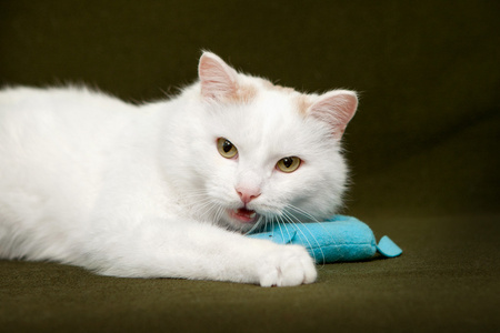 白色的猫躺在绿毯上的鼠标