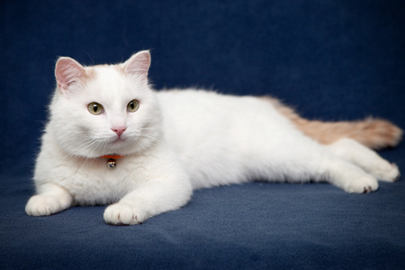 白色的猫躺在绿毯上