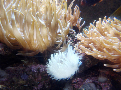 多彩的盐水水族馆