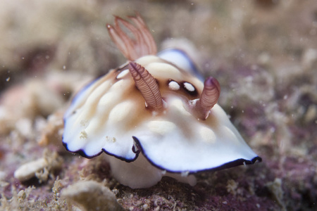 裸鳃亚目 chromodoris 肖像