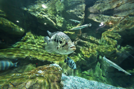 淡水水族馆