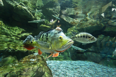 淡水水族馆