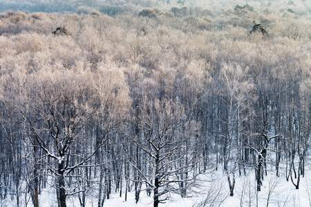 白雪皑皑的丛林，在寒冷的冬天的早晨