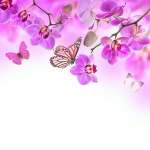 热带兰花与蝴蝶花卉背景