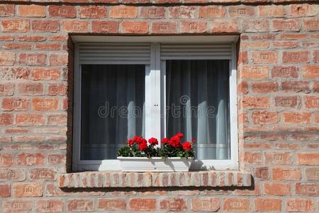 窗户里的花
