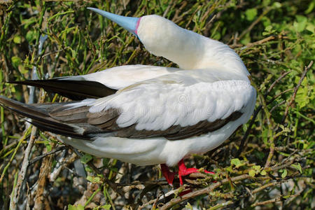 热那维萨岛上的红脚鲣鸟