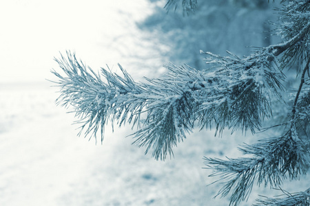 被雪覆盖着的松枝